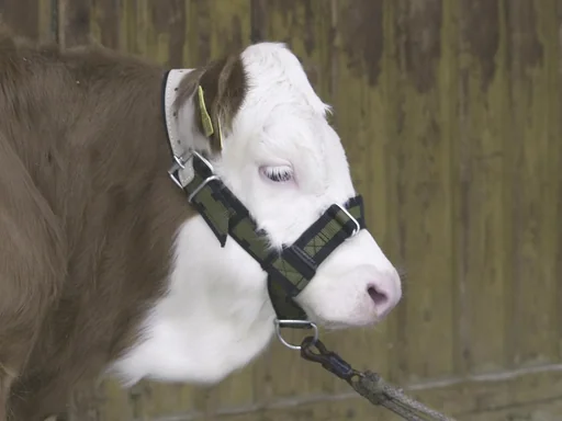 "Calf and young cattle halters image"