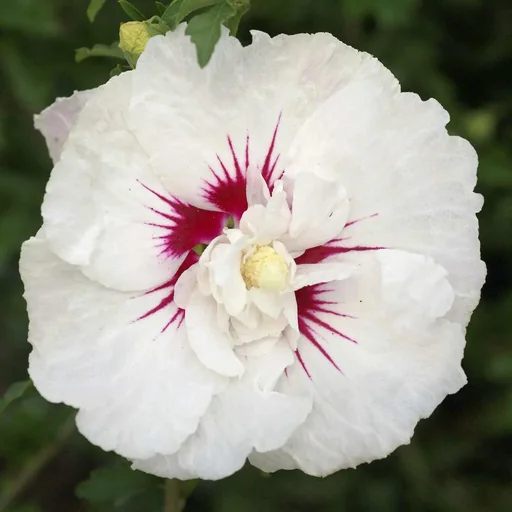 "Hibiscus syriacus French Point - 12 L pot 80-100 cm image"