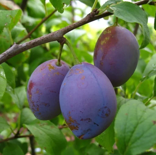 "Plum "Hauszwetsche" bush, in a 10L container, easy to stone, very good taste, ideal for plum cakes image"