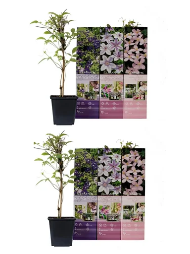 "Flower-up 6er Set Clematis 30-40 cm image"
