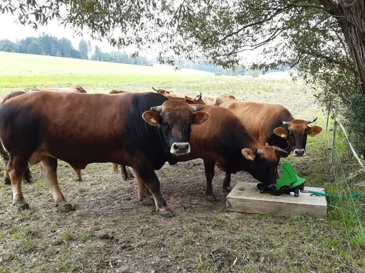 "Pasture pump P100 with double stroke and 1" connection image"
