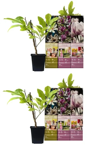 "Flower-up 6er Set Magnolie 30-40 cm image"