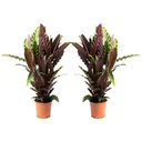 Flowering Peacock Plant - Calathea Rufibarba - Large - 50-60cm - 2 Plants