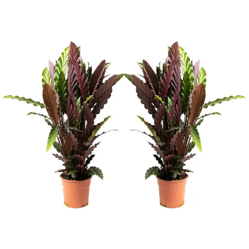 "Flowering Peacock Plant - Calathea Rufibarba - Large - 50-60cm - 2 Plants image"