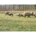 Sheep netting, 90 cm, double pen yellow posts, 50 m