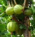 Gooseberry green "Mucurines" bush, in a 3.5L container