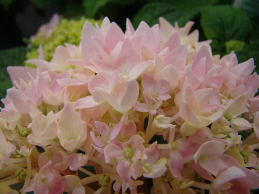 "Hydrangea "Endless Summer", pink, 5 liter pot image"