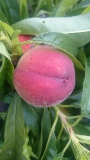 "Dwarf peach "Bonanaza", 5L container, juicy and aromatic flesh image"