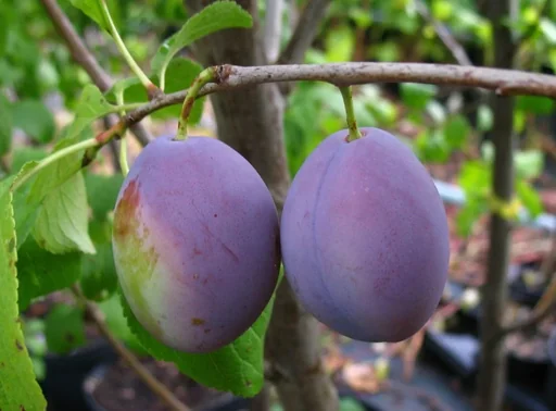 "Plum "Anna Späth" bush, in 10L container, juicy sweet image"