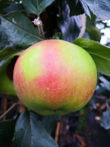 "Apple "Jakob Lebel" bush in a 5L container image"