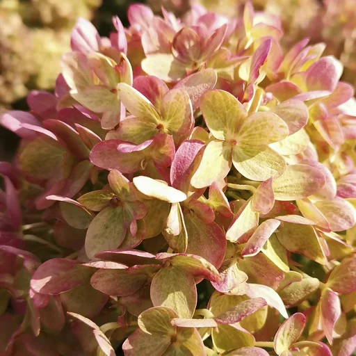"Hydrangea paniculata Little Lime - 12 L pot 60 cm image"