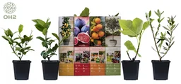 Flower-up set met 4 mediterrane planten 25-40 cm