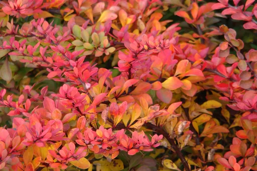 "Berberitze rot Berberis thunbergii Atropurpurea - 7.5 LTopf 60-80 cm image"
