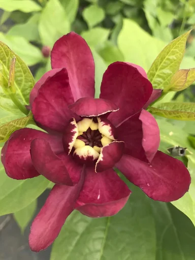 "Spicebush Aphrodite - Calycanthus raulstonii - 7.5 L 60-80 cm image"