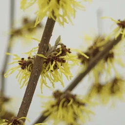 Toverhazelaar Westerstede - Hamamelis intermedia - 4 L pot 40-60 cm