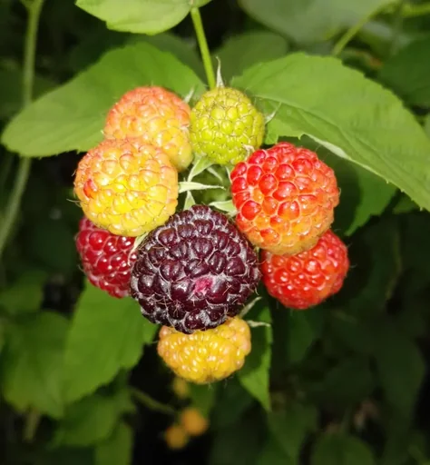 "Raspberry "Glen Coe", 3.5L container image"