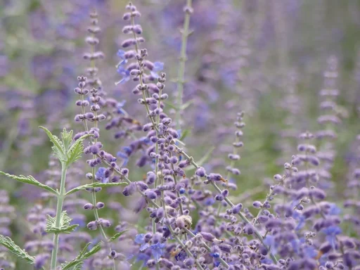 "Blauraute Blue Spire - Perovskia atriplicifolia - 7.5 L Topf 60- 80 cm image"