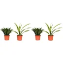 Flowering Dragon Tree - Dracaena - 4 Plants - 25-35 cm (2x Dracaena 'Lemon Lime' & 2x Dracaena 'Compacta')