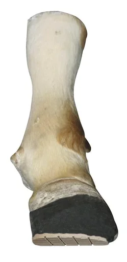 "Technovit 6091 set of 10, hoof care for cattle image"