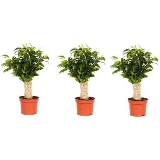 "Blooming Ficus benjamina 'Natasja' with jute trunk - 3 pieces - 35-40 cm image"