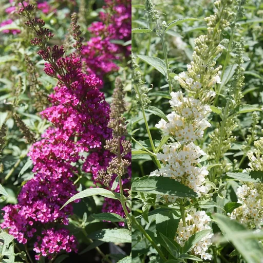 "Dwarf Buddleia Buzz Duo (pink white) - Buddleja davidii - 7 L pot image"