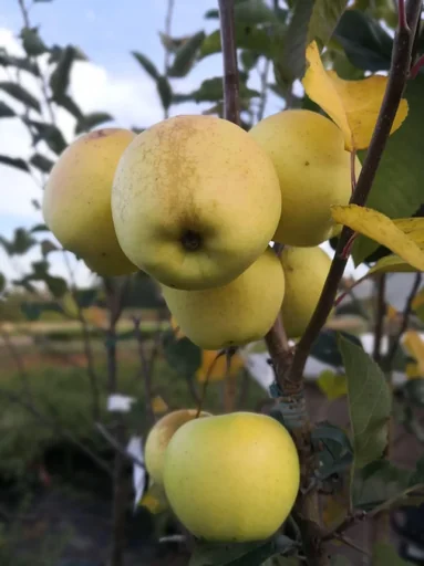 "Apple "Golden Delicious" bush, in 10L container image"