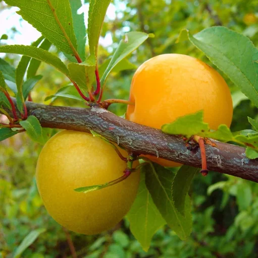 "Japanese plum "Shiro" bush, in a 10L container, juicy, mild flavor image"