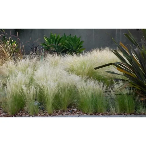 "Flower-up Set of 4 Stipa Ponytail Feather Grass - 40-50 cm - Wintergreen image"