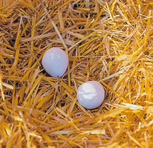"Clay nest eggs for chickens, 2 pieces - the perfect deception image"