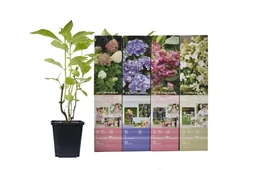Opbloeiende set van 4 hortensia's 30 - 40 cm