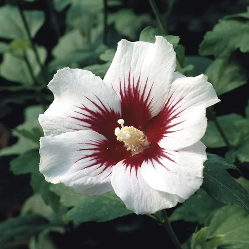 "Hibiscus syriacus Helene - 7.5 L pot 70-80 cm image"
