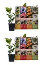 Blooming set of 8 Mediterranean plants 25-40 cm