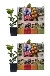 Set van 8 mediterrane planten 25-40 cm