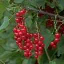 Red currant "Rotet" bush, in a 3.5L container
