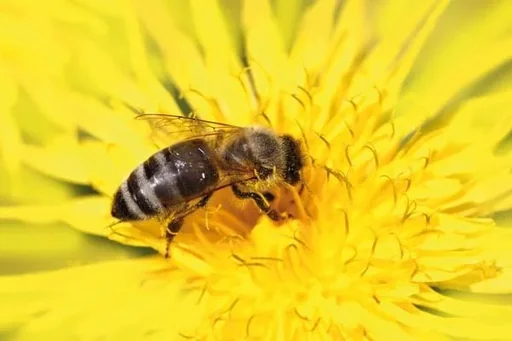 "Insect hotel image"