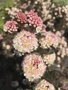 Pheasant's Spiraea Tiny Wine - Physocarpus opulifolius (Proven Winners) - 7.5 L pot 60-80 cm