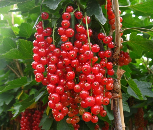 "Red currant "Rovada" bush, in 5L container image"