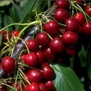 Columnar cherry "Stella Compact", 7.5L container, juicy, very sweet