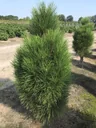 Black Pine Green Tower - Pinus nigra - solitary tree with ball 125-150 cm
