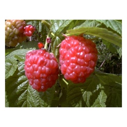 Himbeere 