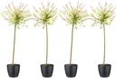 Flower-up set of 4 XXL Rattenweiden 120 - 140 cm