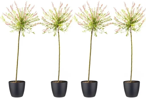 "Flower-up set of 4 XXL Rattenweiden 120 - 140 cm image"