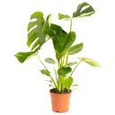 Flowering Grafting Plant - Monstera Deliciosa - Large - 65-75cm - 1 Piece