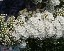 Snowmound Spiraea nipponica - 7.5 L pot 80-100 cm