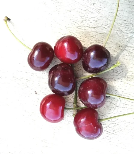 "Sour cherry "Vowi -s- VF" bush, in 10L container, very juicy, high acidity image"