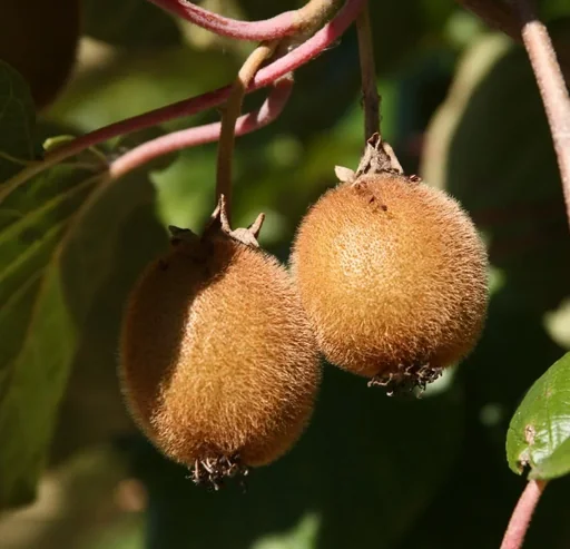 "Kiwi "Tomuri", 3.5L container, male pollinator variety for Hayward image"