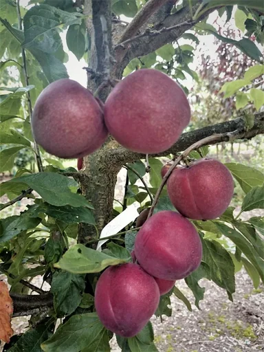 "Japanese plum "Santa Rosa" bush, in a 7.5L container, very frost-hardy, sweet and juicy image"