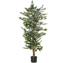 Cherry laurel, Prunus laurocerasus "Caucasica," for a 5-meter hedge, 60-80 cm tall, 7-liter pot, 10 plants per set