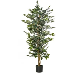 Lorbeerkirsche, Prunus lauroc. 
