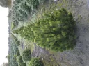Bosnian pine "Compact Gem", Pinus heldreichii "Compact Gem", 7.5 liter pot, 30-40 cm tall